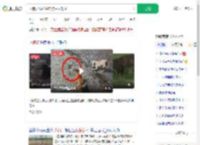 两狗大战眼镜蛇 狗主人观战_360搜索