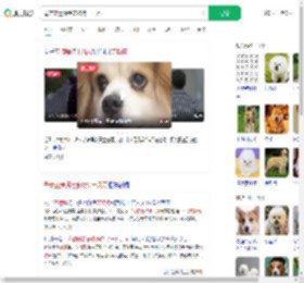 母亲立遗嘱给宠物狗十几万_360搜索