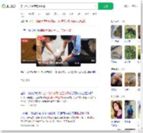 穿山甲误入闹市店主报警_360搜索